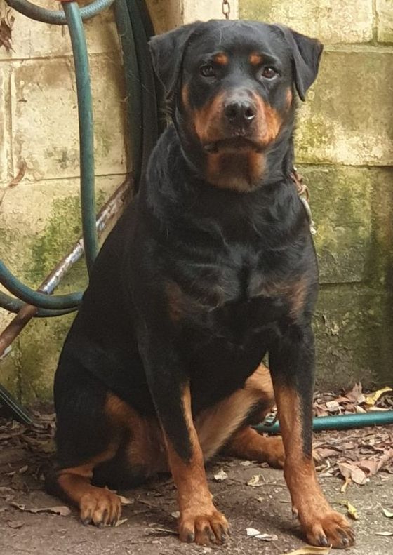 dyna 20july2020