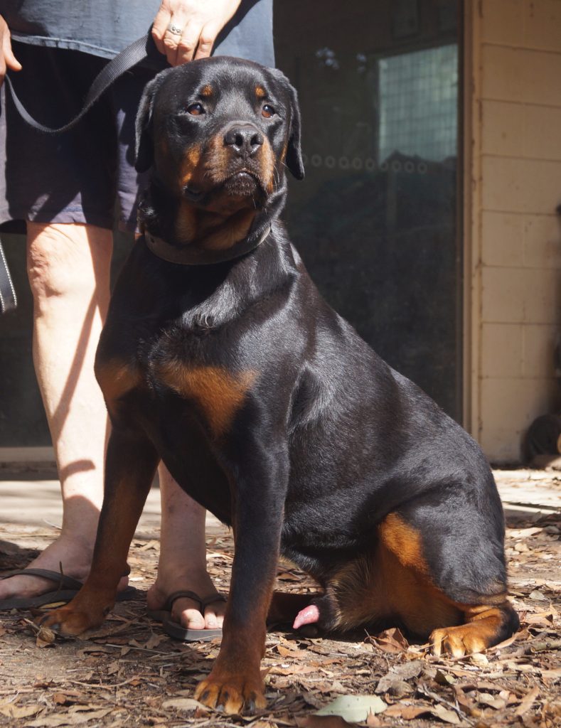 tyson sits
